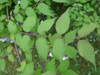 Kolkwizie (3).webp
