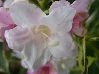 Weigelie (1).webp