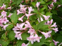 Weigelie (2).webp