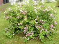 Weigelie (3).webp