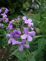 blmnMakro (6).webp