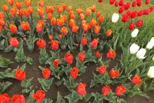 2014_0429Frühling0027.webp