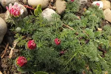 2014_0501Frühling0002.webp