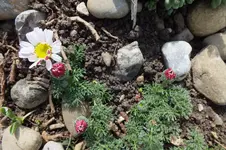 2014_0501Frühling0031.webp