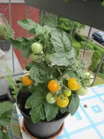 IMG_2173a.webp