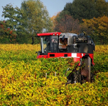 Weinlese.webp