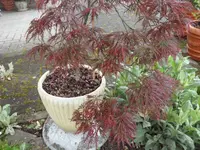 SAM_3771.webp
