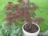 SAM_3769.webp