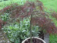SAM_3770.webp