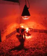 T_Zwergziegen_junge_Zwilling_Rotlicht__02_2013_mr.ditschy.webp