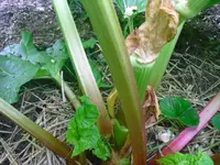 CIMG2787.webp