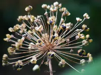 _Riesenallium.webp
