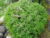 SAM_3773.webp