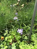 G_Blume_Glocken_Zwiebel_blaurosa2__02.05.2014_mr.ditschy.webp