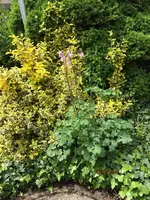 G_Blume_Akelei_rosa_Zuckerhut__02.05.2014_mr.ditschy.webp