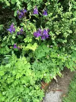 G_Blume_Akelei_violett_Buchs__02.05.2014_mr.ditschy.webp