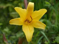 Taglilie (2).webp