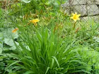 Taglilie (1).webp