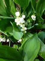 P1010550.webp