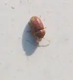 Käfer.webp