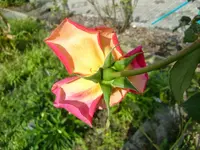 CIMG1682.webp