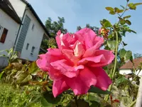 CIMG1678.webp