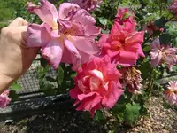 CIMG6575.webp