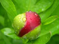 DSCN7284.webp