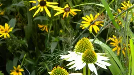 DSCN3655.webp