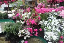SAM_2068.webp