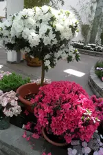 SAM_2074.webp