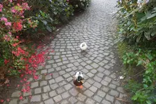 SAM_2112.webp
