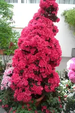 SAM_2078.webp