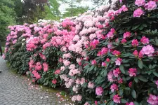 SAM_2113.webp