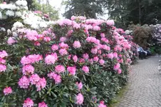 SAM_2114.webp