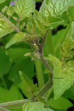 Blüten.webp