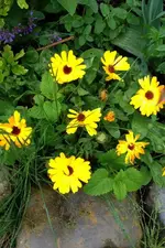 Ringelblumen.webp