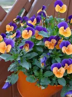 Hornveilchen1.webp