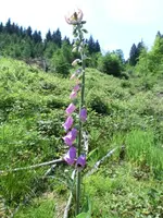 CIMG0469.webp