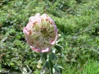 CIMG0470.webp