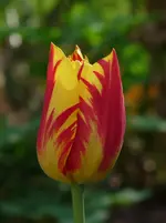 P1130091.webp