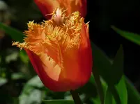 P1130343.webp