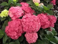 Bild 297.webp