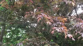 005.webp