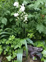 G_Blume_Hasenglocken_Zwiebel_weiß__02.05.2014_mr.ditschy.webp