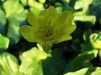 blümchen.webp