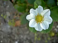 weissv.webp