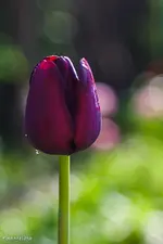 IMG_7852.webp