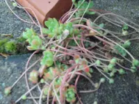 SAM_3791.webp