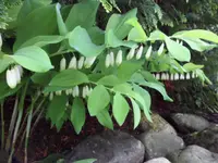 SAM_3793.webp